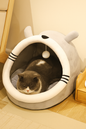Fluffy KittyKove
