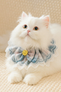 Purrlina Collar